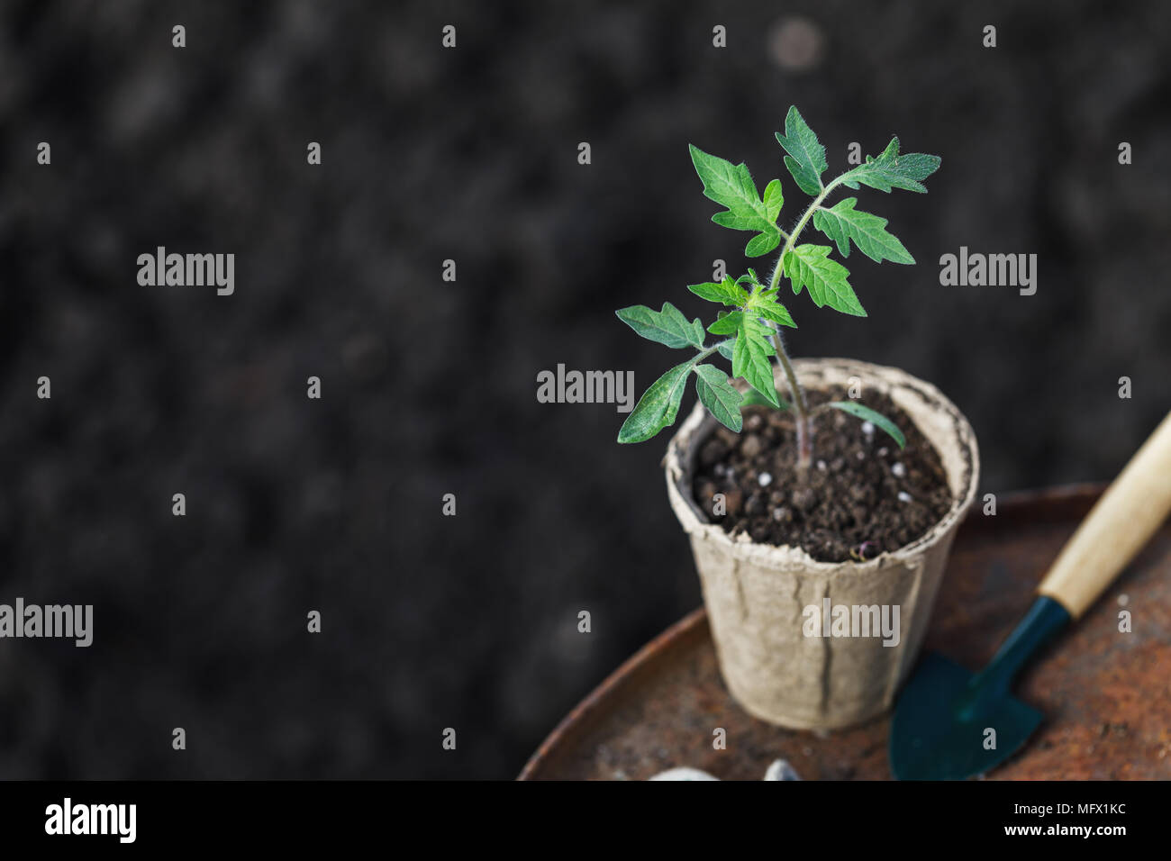 Garten arbeiten: Sprossen Tomate in einem Torf Topf, Tools und zusätzlichen Platz für Text Stockfoto