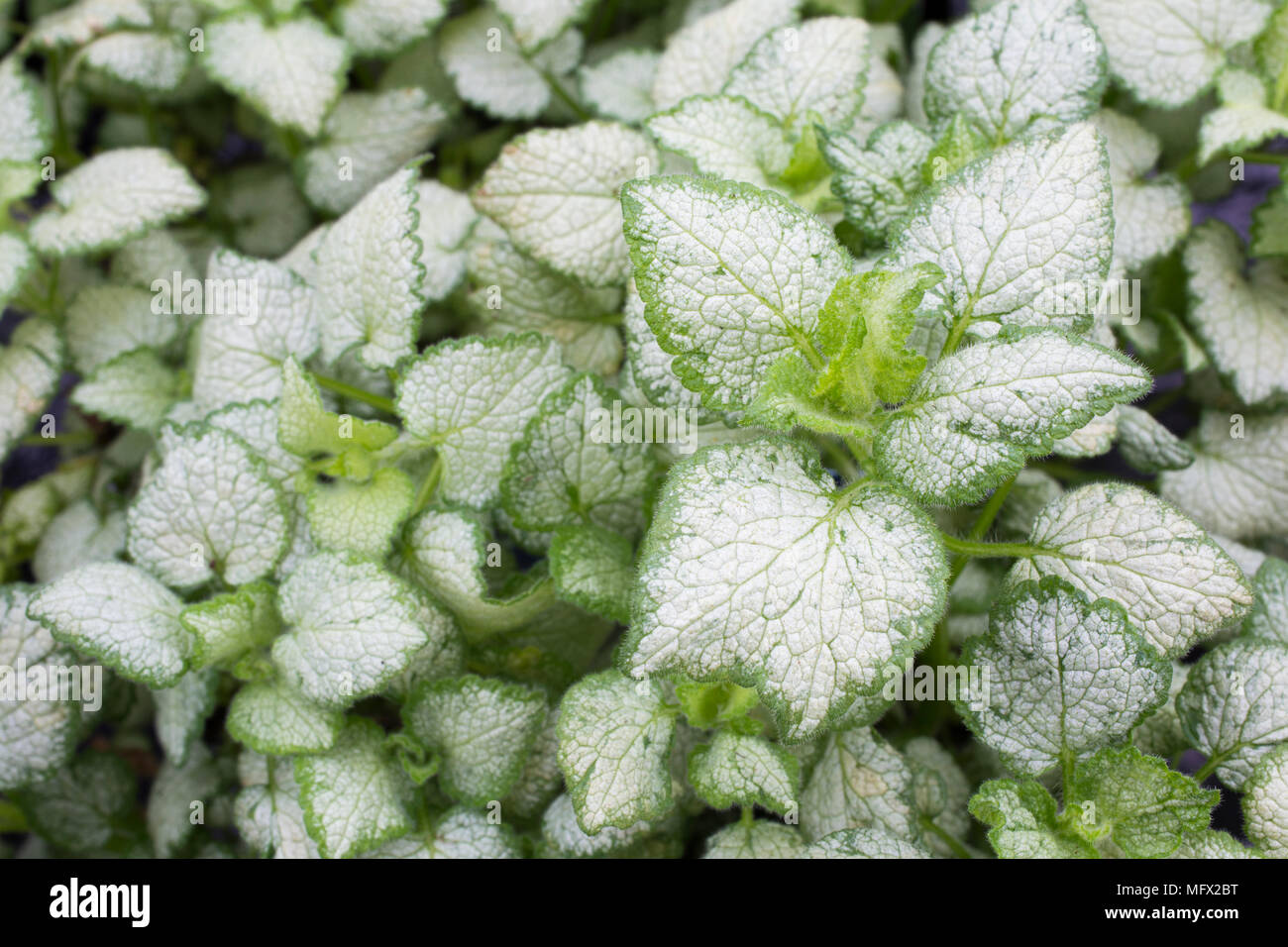 Lamium maculatum 'White Nancy' Stockfoto