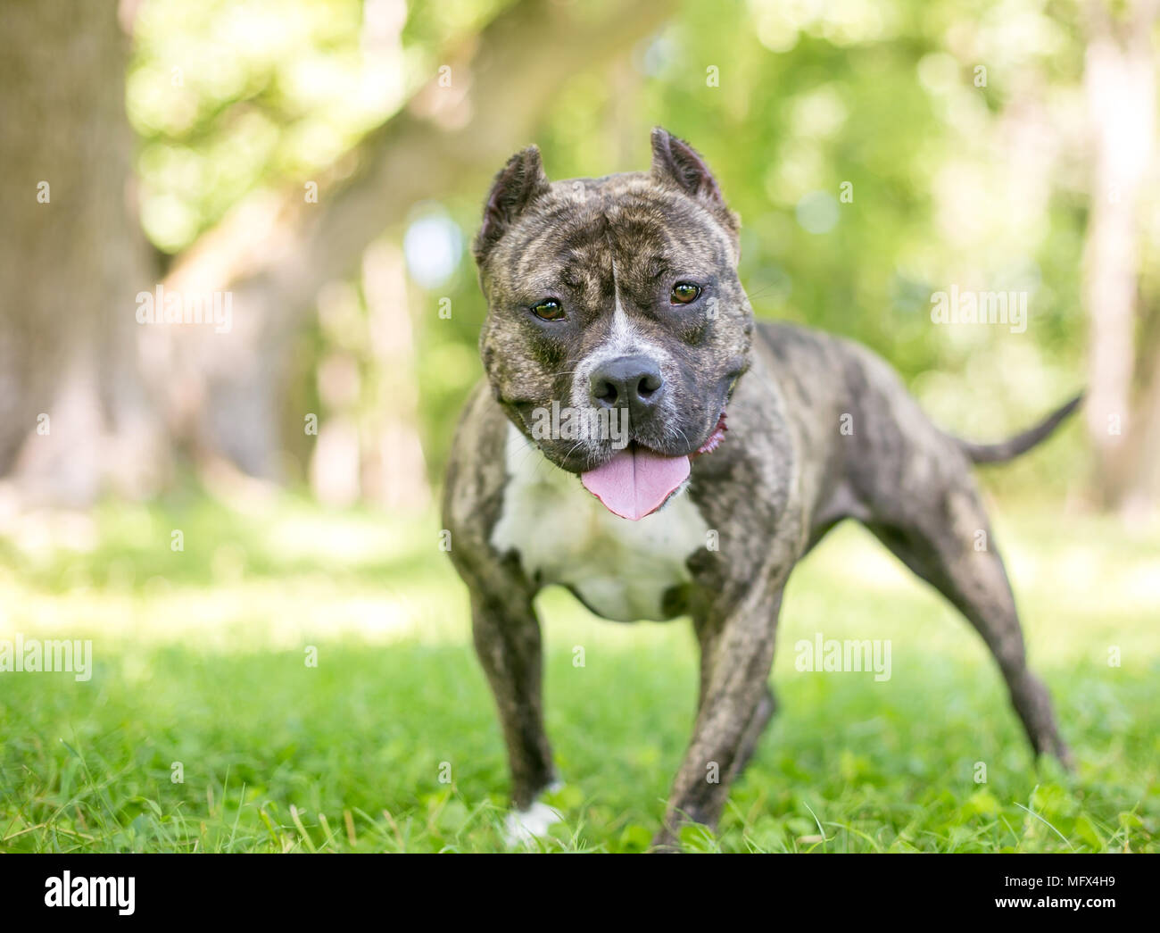 Eine freundliche Staffordshire Bull Terrier/Pit Bull Dog mit kupierten Ohren Stockfoto