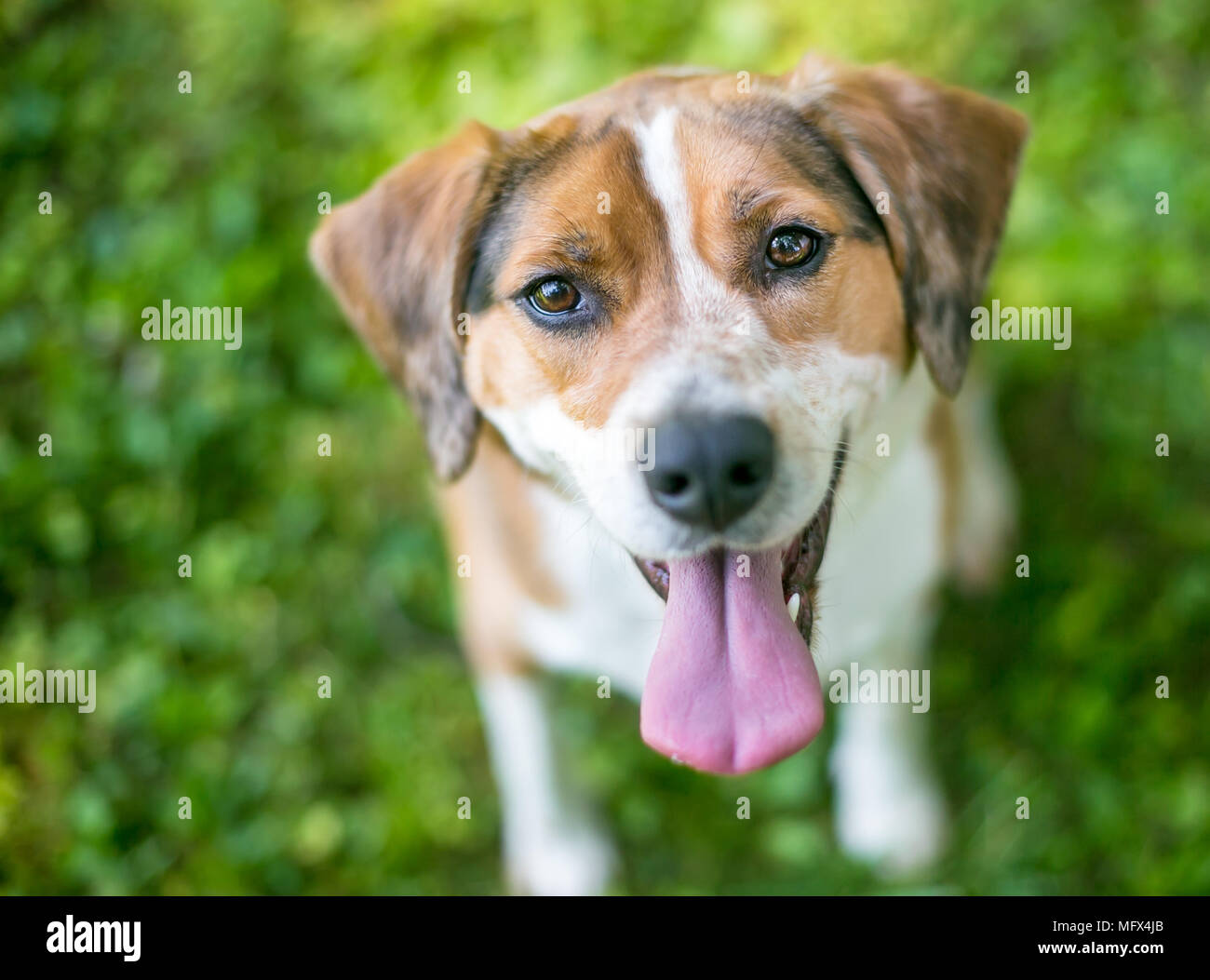 Eine glückliche Mischling Hund suchen und lächelnd Stockfoto