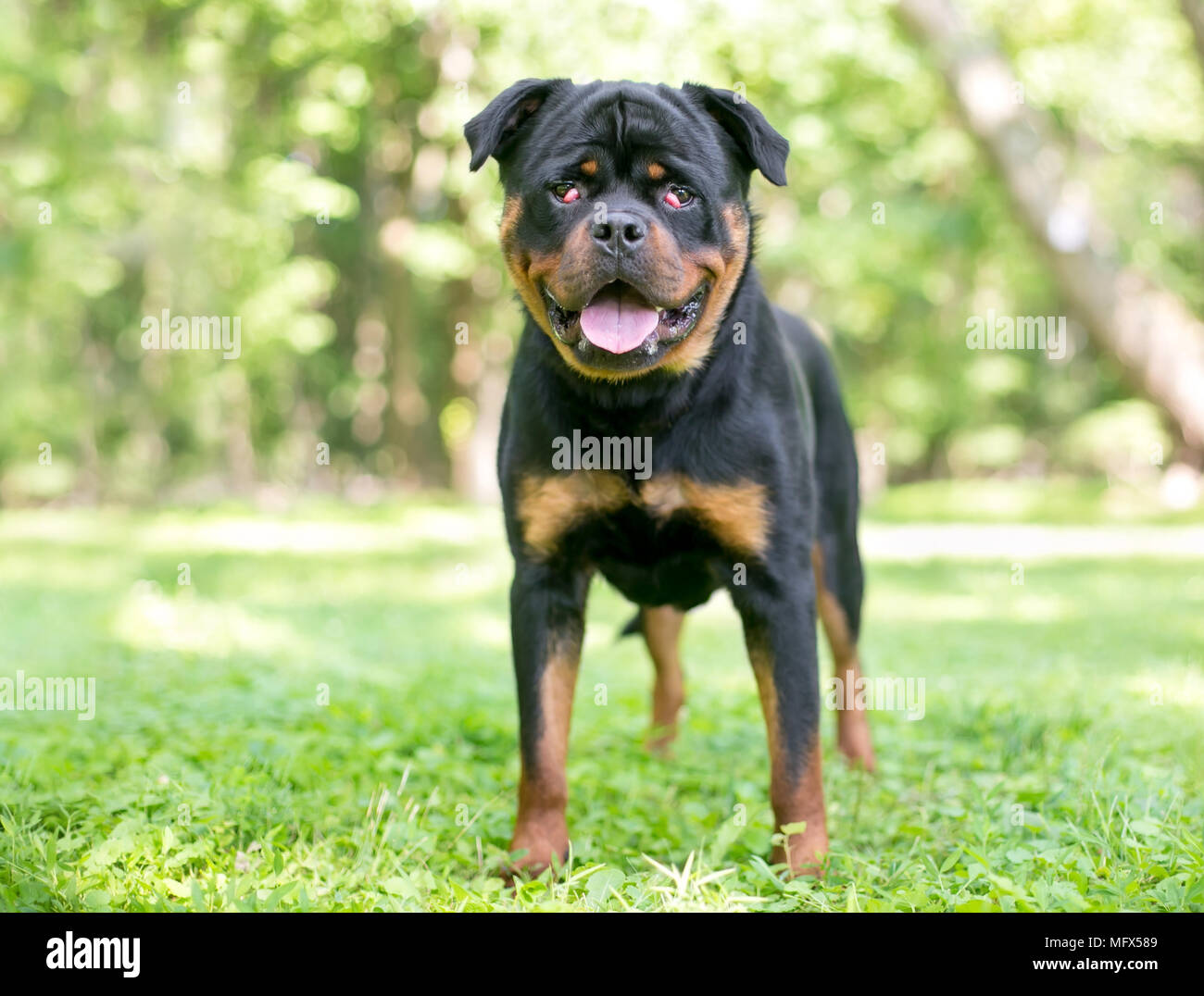 Gland Stockfotos & Gland Bilder Alamy