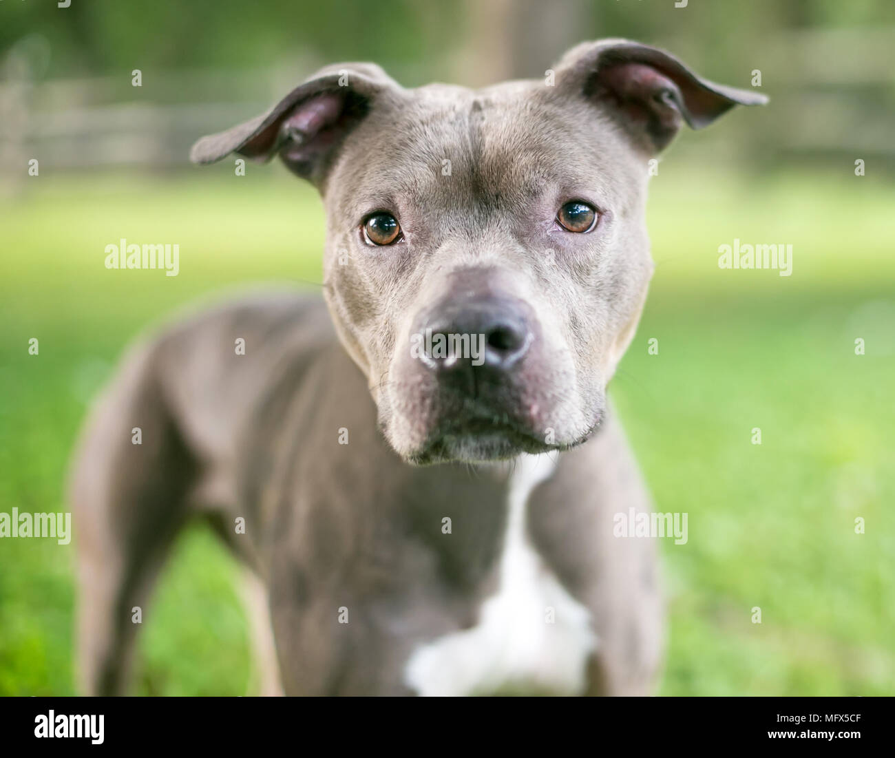 Eine graue und weiße Grube Stier Terrier Mischling Hund mit schlappohren im  Freien Stockfotografie - Alamy