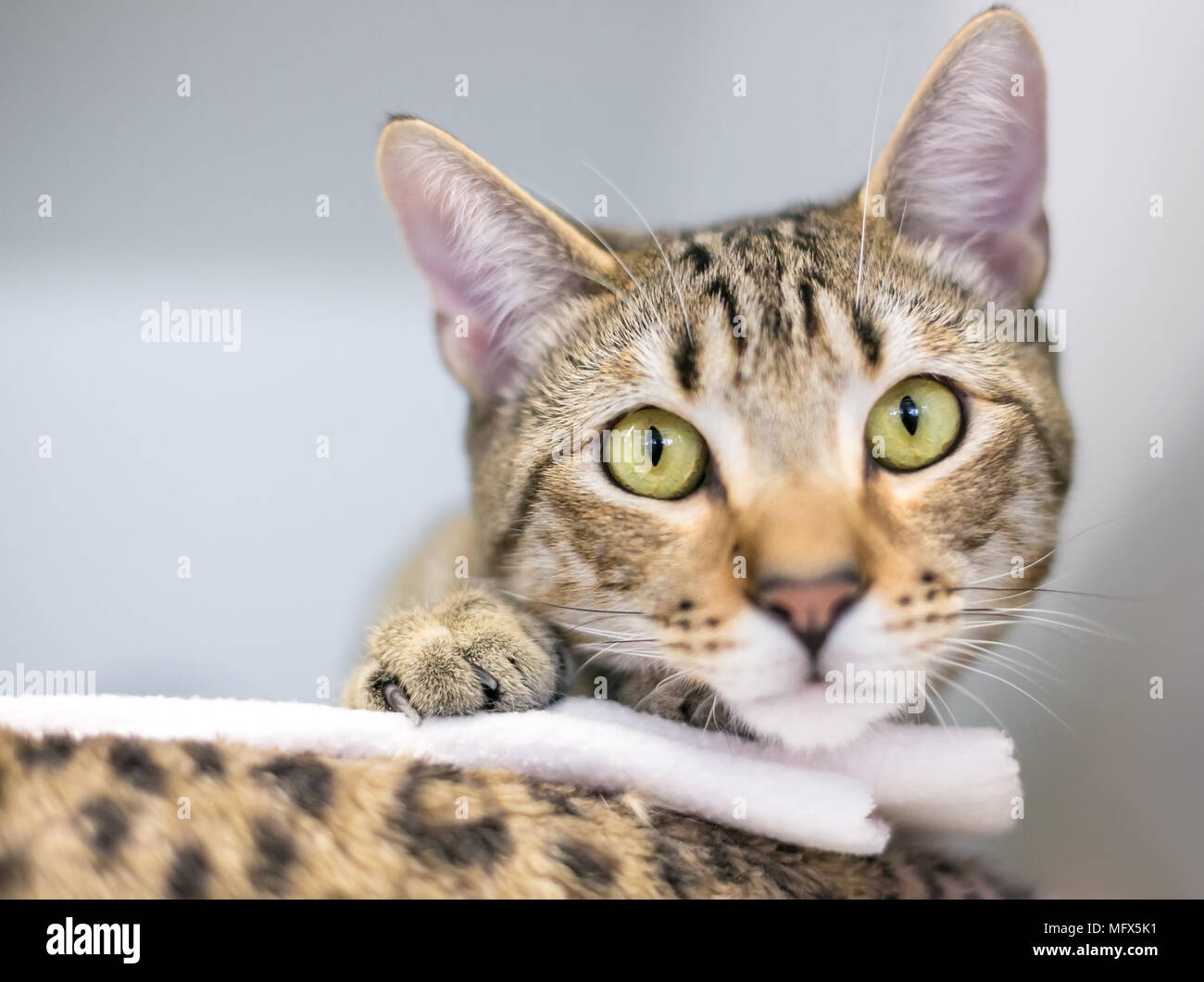 Eine inländische Kurzhaar tabby Cat peeking über den Rand eines Cat bed Stockfoto