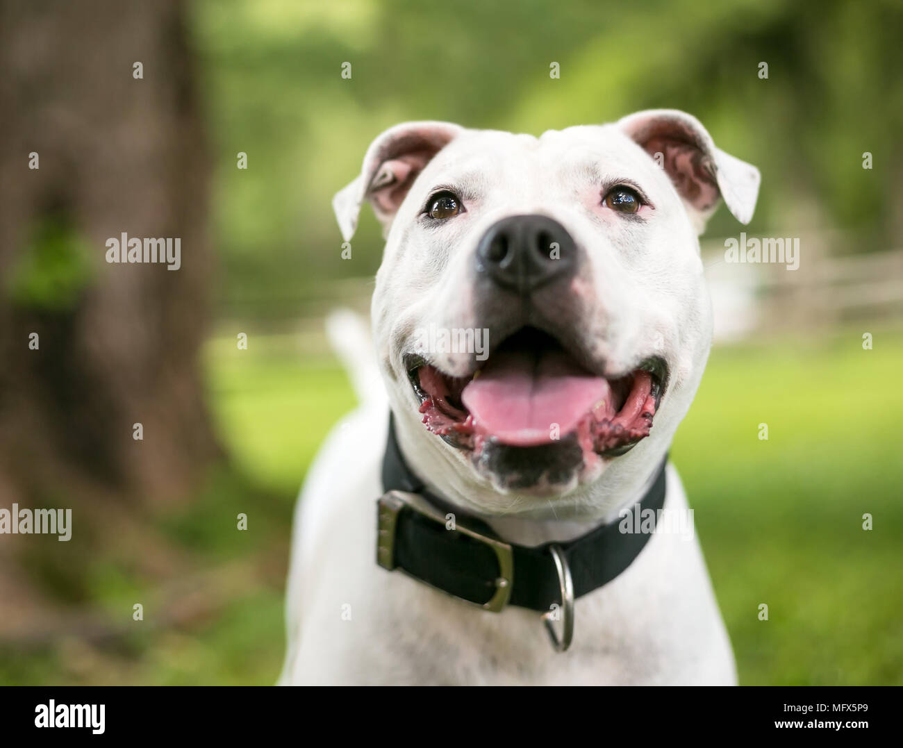 Ein weißes American Bulldog Mischling Hund mit einem glücklichen Ausdruck Stockfoto