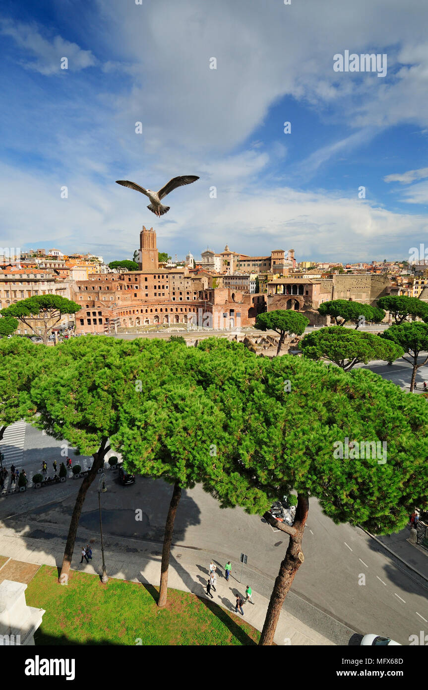 Eine Möwe, sehr häufig in Rom, über die Trajan" Märkte und das Forum Romanum. Italien Stockfoto