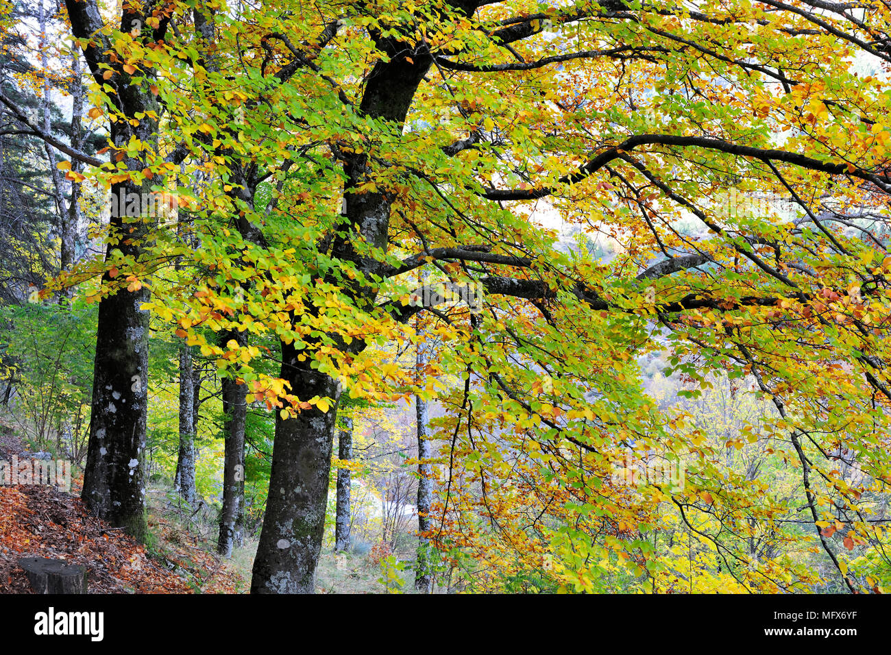 Buche Bäume im Herbst. Serra da Estrela Naturparks, Portugal Stockfoto