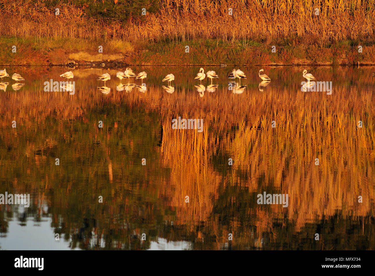 Flamingos (Phoenicopterus Roseus) in den Sümpfen des Naturschutzgebietes Sado-Mündung. Portugal Stockfoto