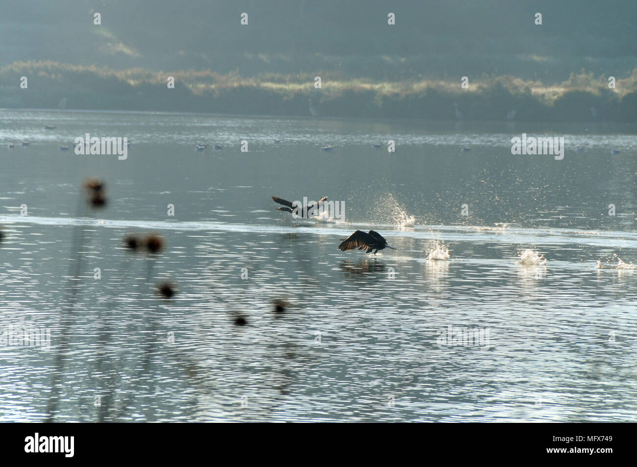 Kormoran (Phalacrocorax carbo) in den Fluss Sado, Portugal Stockfoto