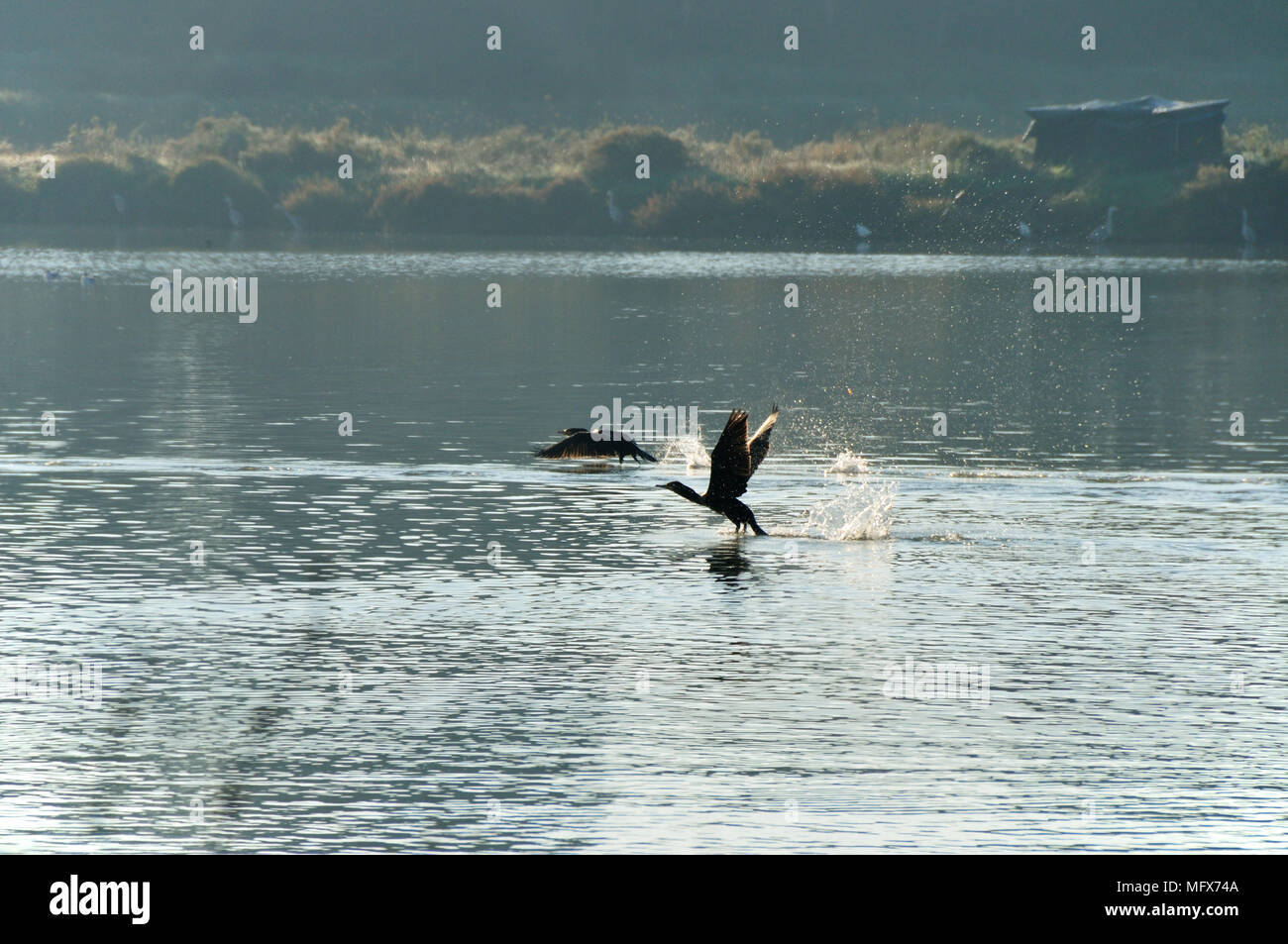Kormoran (Phalacrocorax carbo) in den Fluss Sado, Portugal Stockfoto