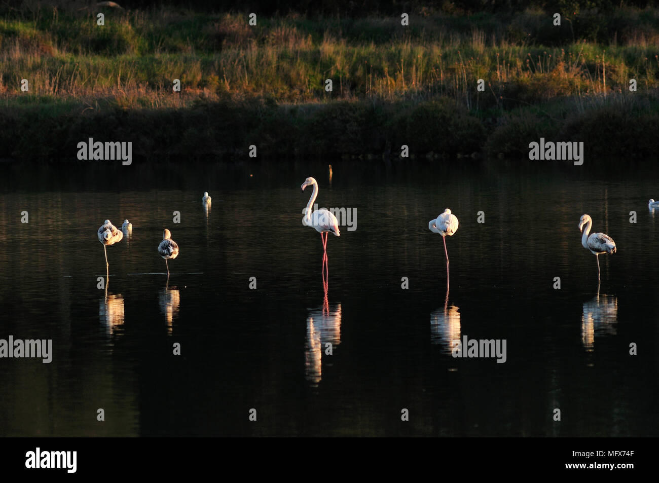 Flamingos (Phoenicopterus Roseus) in den Salinen von der Mündung des Sado Nature Reserve. Bonita, Portugal Stockfoto