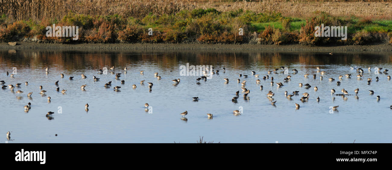 Uferschnepfe (Limosa limosa) in der Mündung des Sado Nature Reserve. Portugal Stockfoto