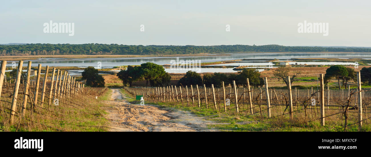 Weinberge in der Mündung des Sado Nature Reserve. Portugal Stockfoto