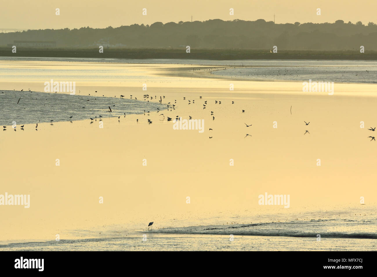 Die Sümpfe in der Mündung des Sado Nature Reserve. Portugal Stockfoto