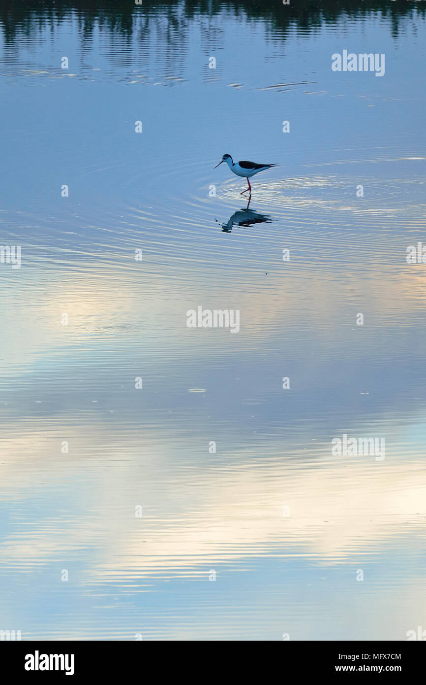 Schwarz - geflügelte Stelzenläufer (Himantopus himantopus) in den Sümpfen von der Mündung des Sado Nature Reserve. Portugal Stockfoto