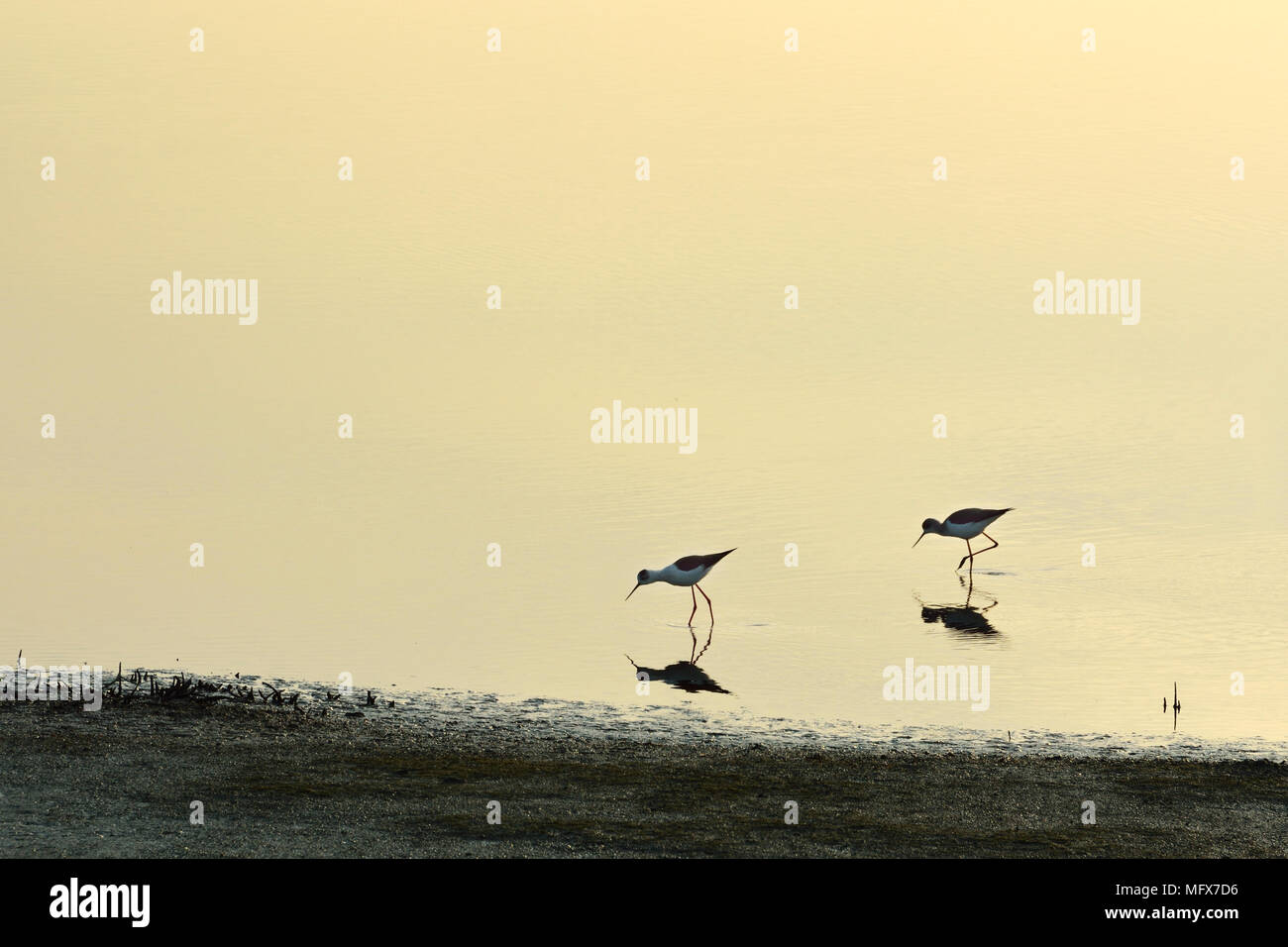 Schwarz - geflügelte Stelzenläufer (Himantopus himantopus) in den Sümpfen von der Mündung des Sado Nature Reserve. Portugal Stockfoto