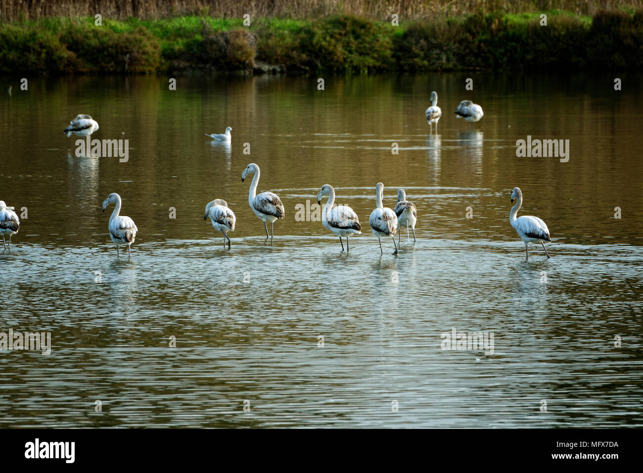 Flamingos (Phoenicopterus Roseus) in der Sado-Mündung Naturschutzgebiet. Portugal Stockfoto