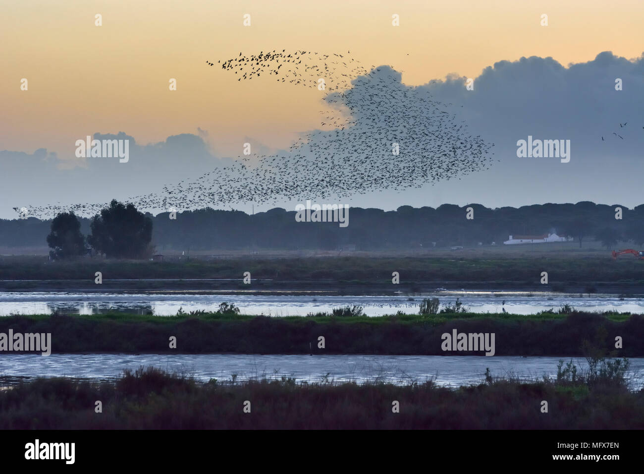 Eine riesige Herde von Glossy Ibis (Plegadis falcinellus) Fliegen über Salinen an der Mündung des Sado Nature Reserve. Portugal Stockfoto