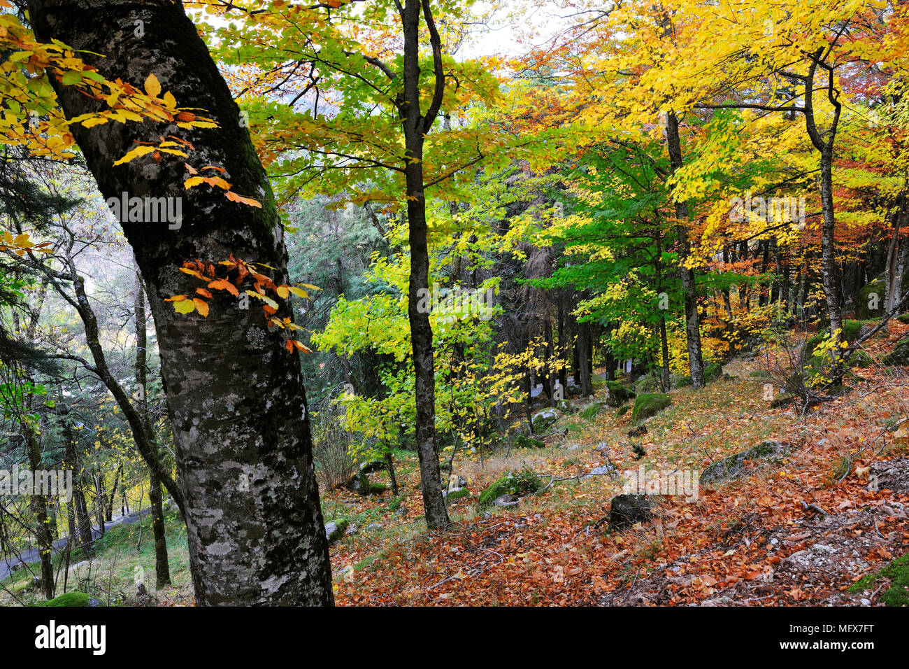 Sycamore Ahorn und Buche Bäume im Herbst. Naturpark Serra da Estrela, Portugal Stockfoto