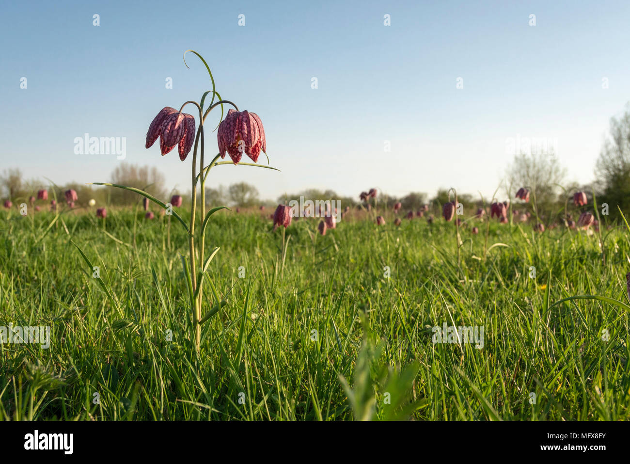 Schlangen Kopf fritillary, Fritillaria meleagris, in der Blüte in einem Oxfordshire Flut Wiese, mittlere Feder Stockfoto