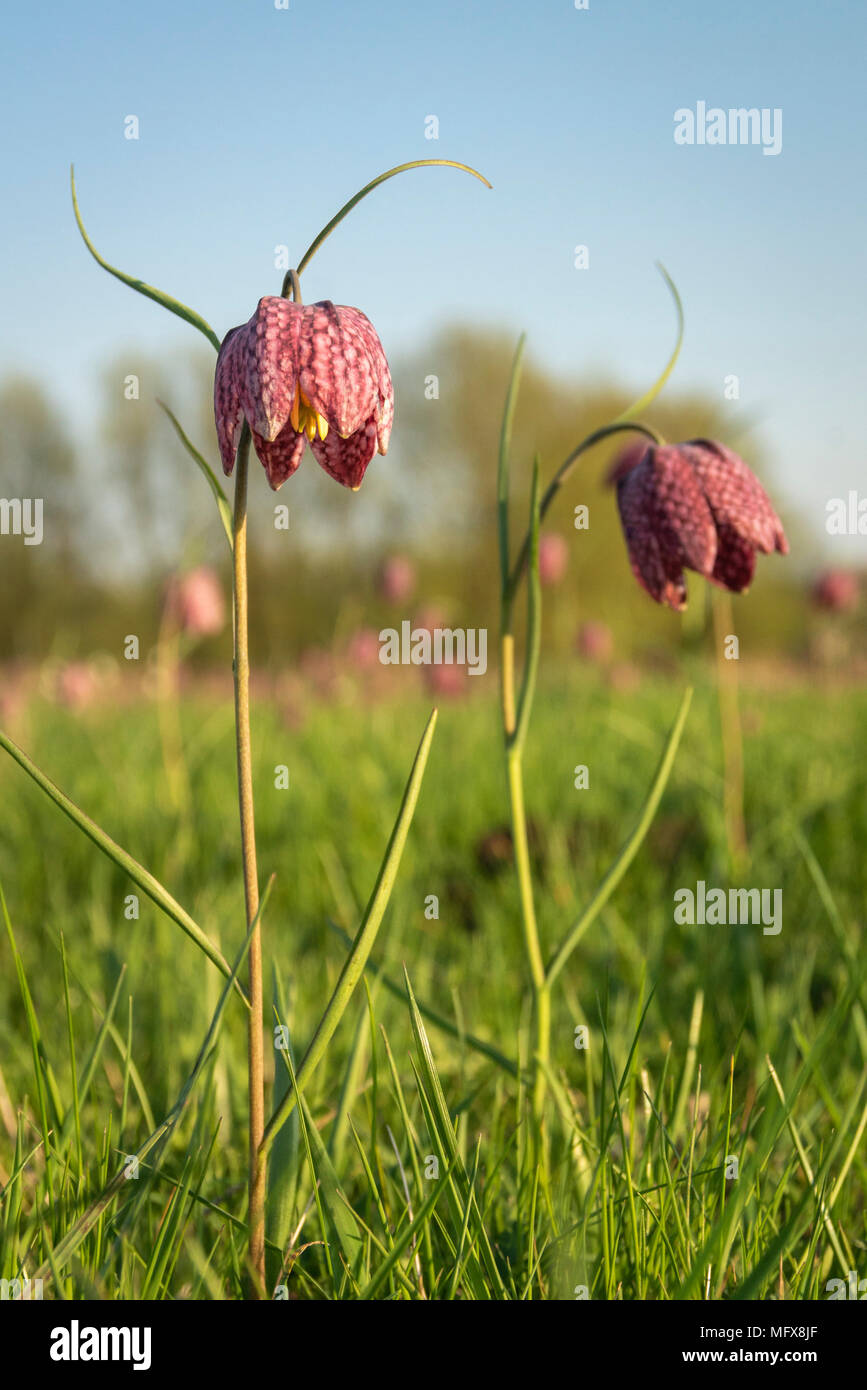 Schlangen Kopf fritillary, Fritillaria meleagris, in der Blüte in einem Oxfordshire Flut Wiese, mittlere Feder Stockfoto