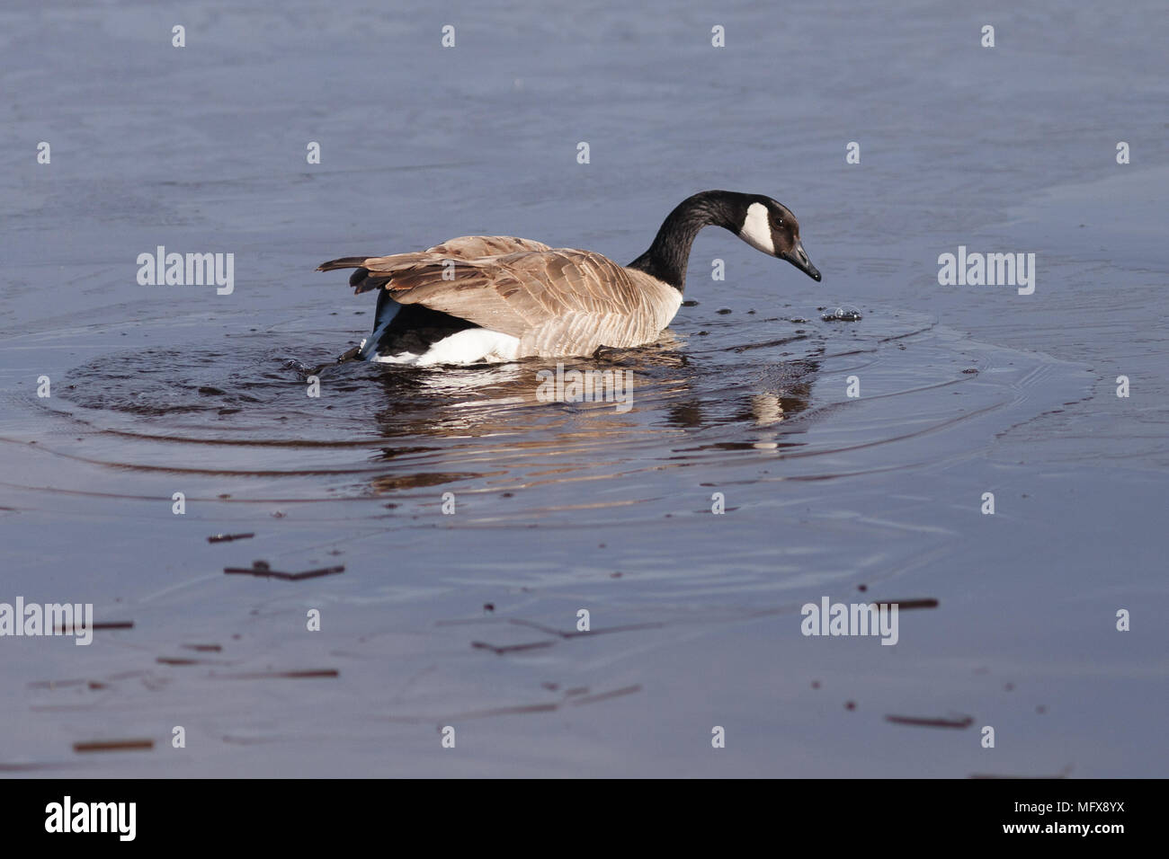 Kanada Gans durch das Eis in den Klamath Basin National Wildlife Refuge. Oregon, Merrill, Winter Stockfoto