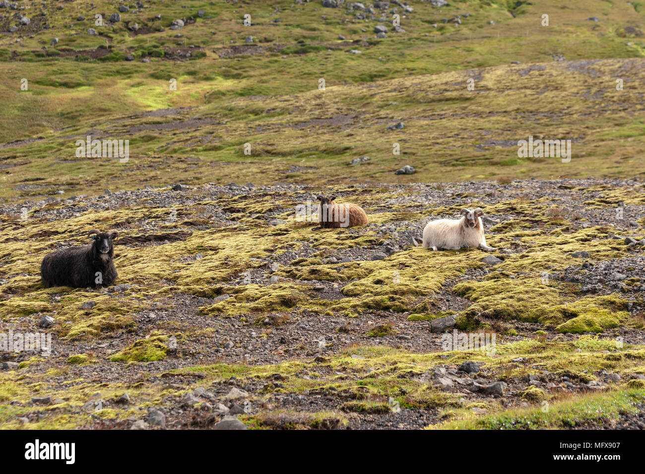 Schafe in Snaefellsnes Halbinsel, in der Nähe der Snæfellsjökull Nationalpark, im Westen Islands. Stockfoto