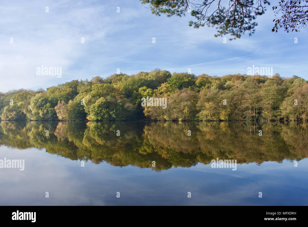 Sutton Park, West Midlands. Die Bäume an der Blackroot Pool. Stockfoto