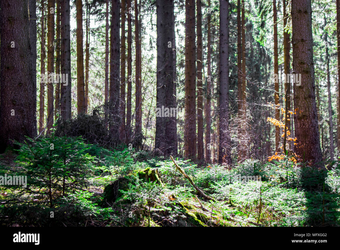 In einem Nadelwald in Deutschland während der sonnigen Frühling suchen Stockfoto