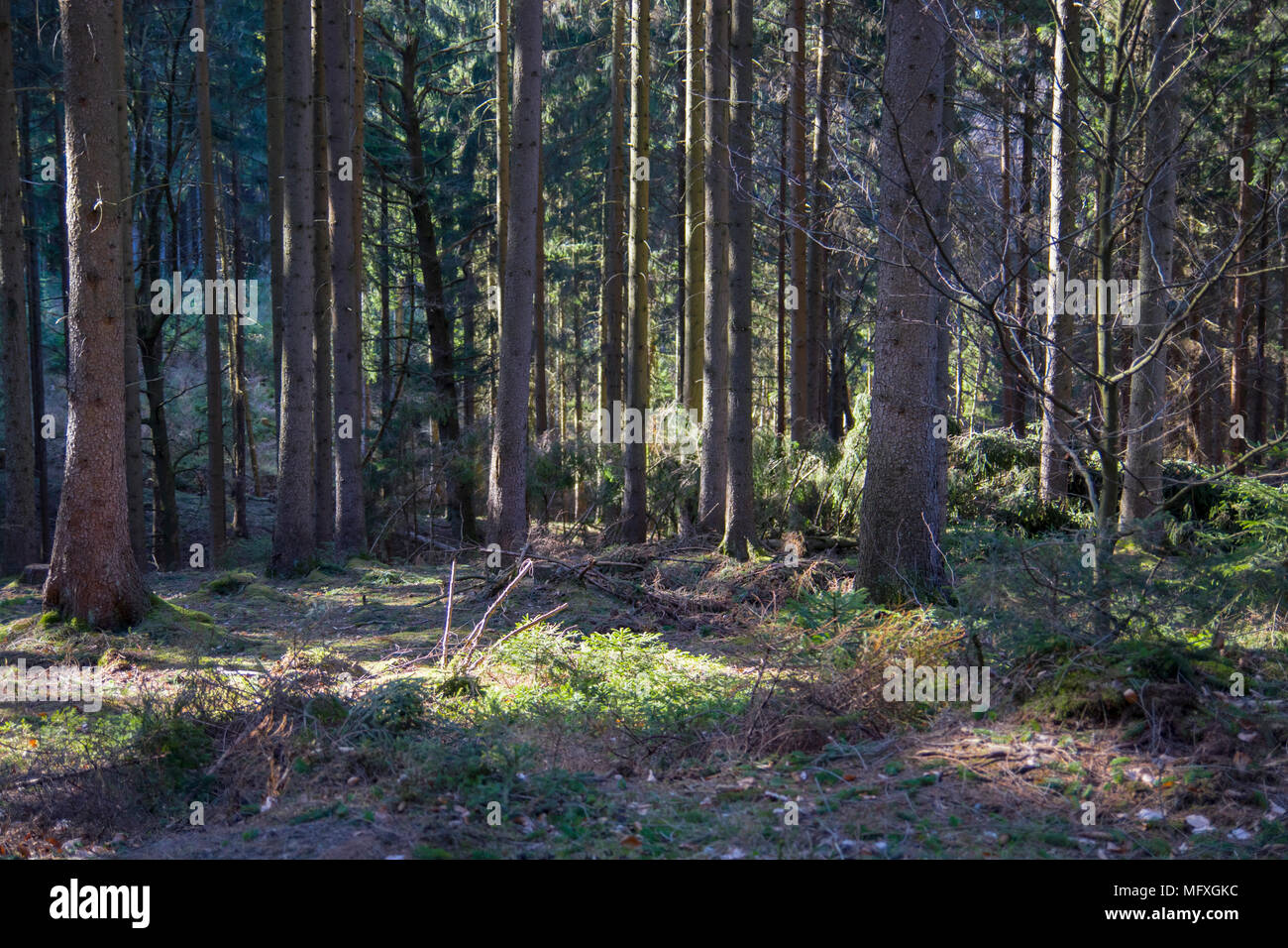 In einem Nadelwald in Deutschland während der sonnigen Frühling suchen Stockfoto