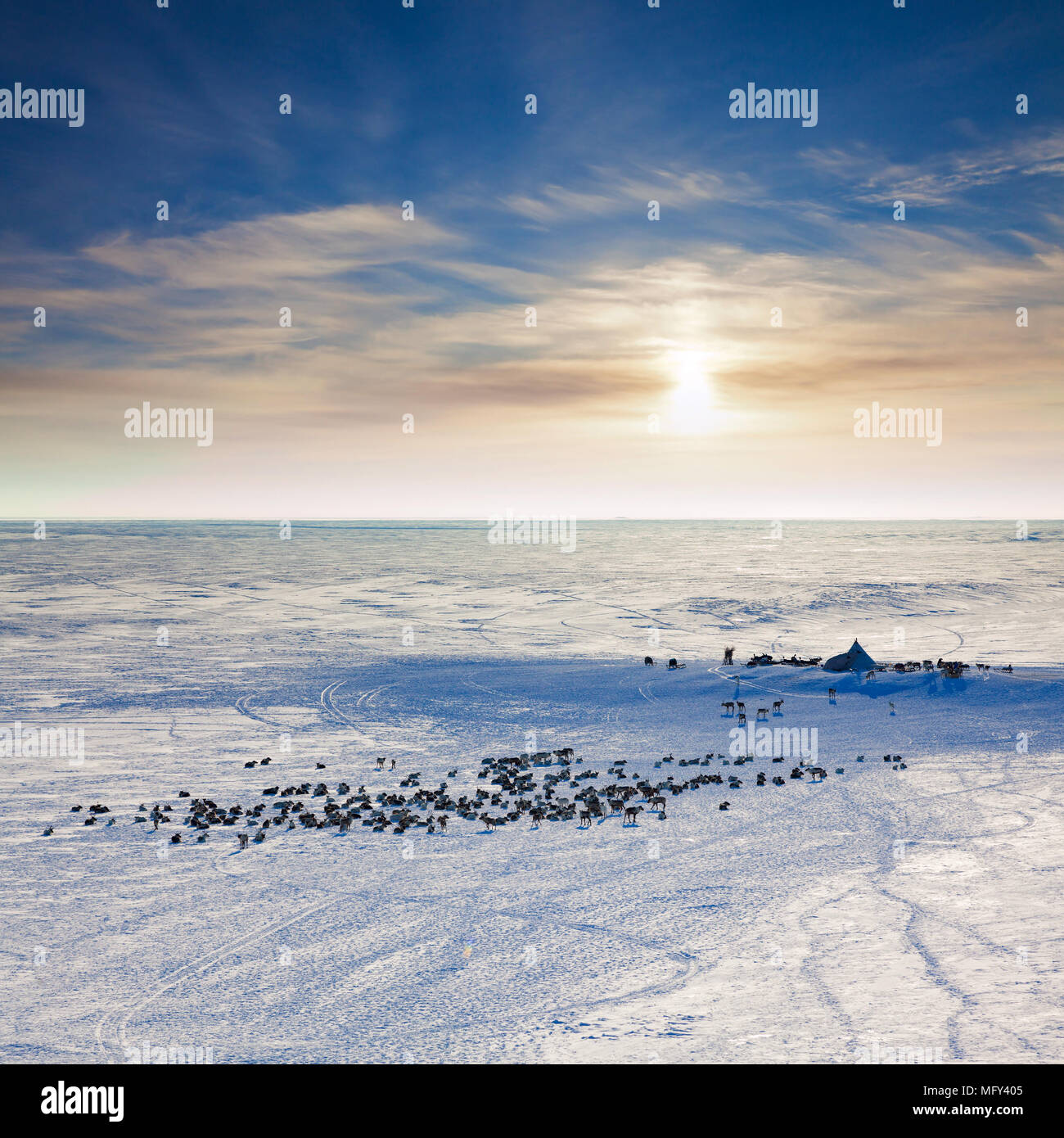 Rentiere grasen in der Tundra in der nomadischen Jurte neben der Polarkreis an einem kalten Wintertag. Stockfoto