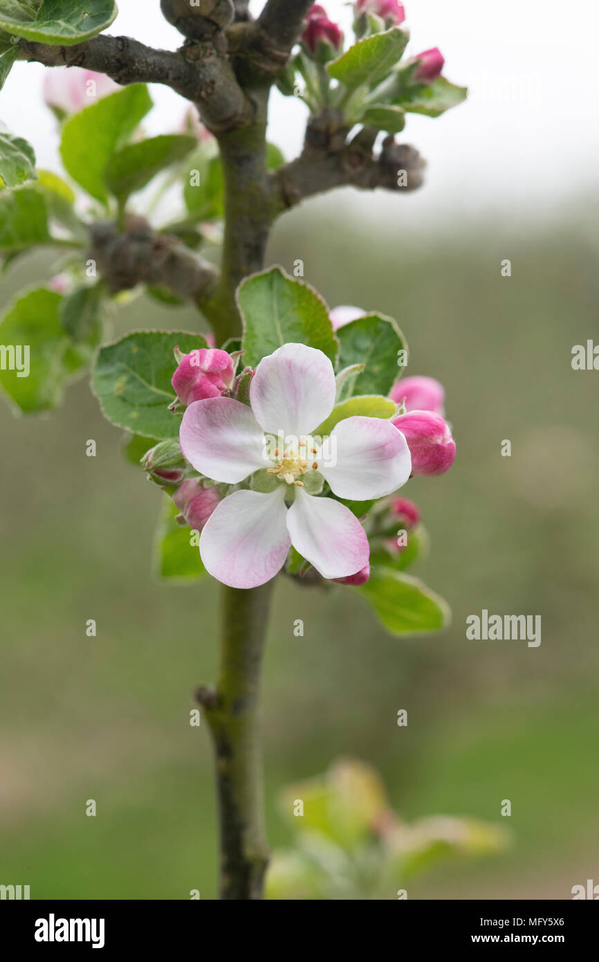 Malus Domestica" Schönheit des morray'. Alte schottische Küche Apfelbaum Blüte im Frühjahr. Großbritannien Stockfoto