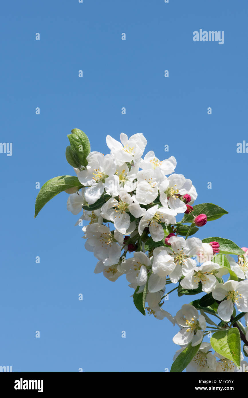 Malus 'Evereste'. Crab Apple 'Evereste' Blüten im Frühling. Großbritannien Stockfoto