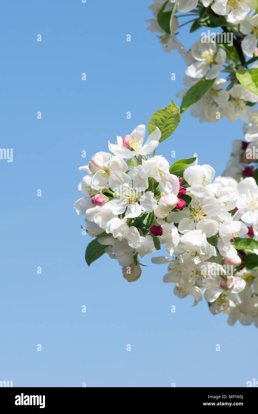 Malus 'Evereste'. Crab Apple 'Evereste' Blüten im Frühling. Großbritannien Stockfoto