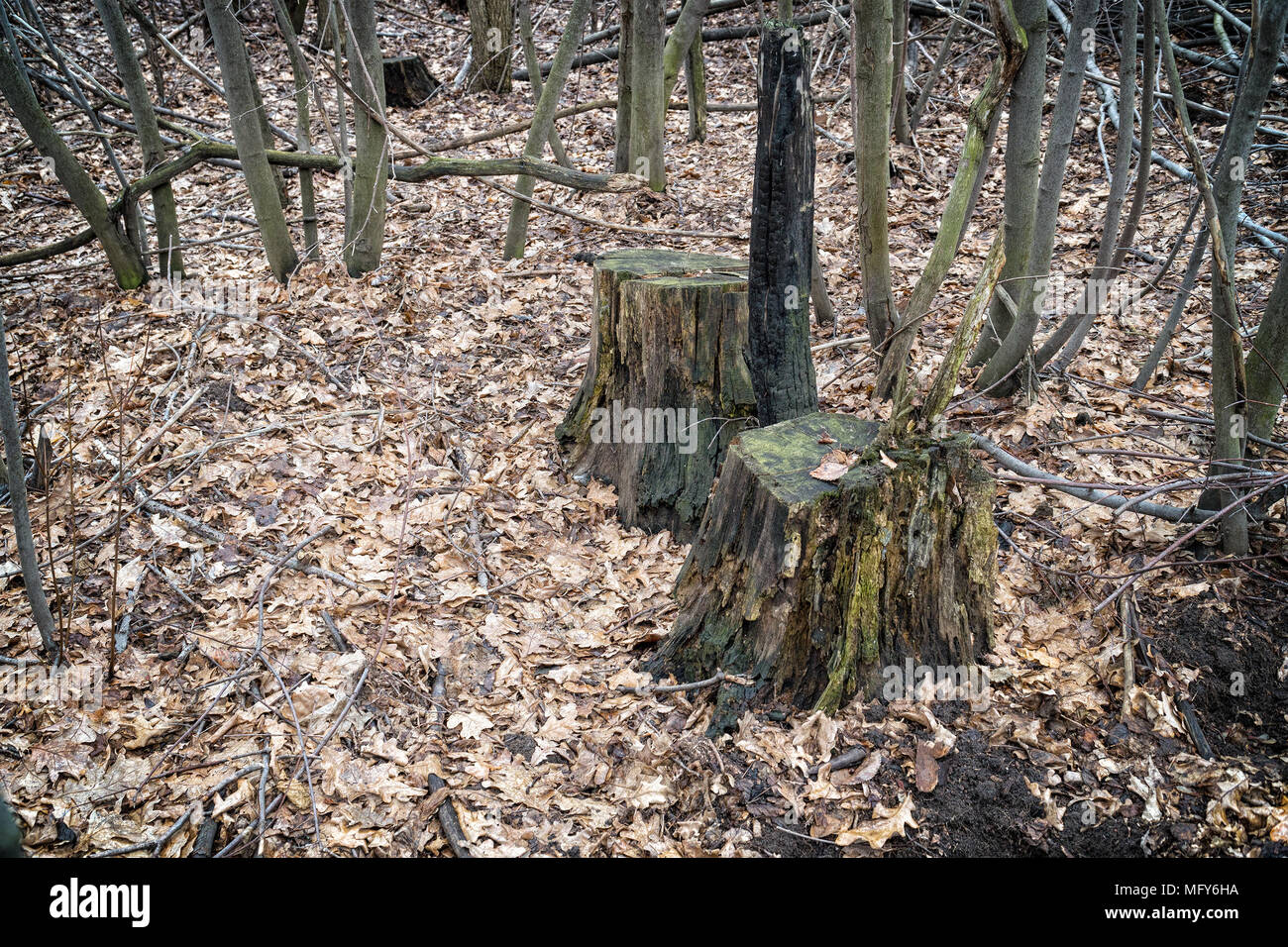 Zwei Stümpfe in den Wald Stockfoto