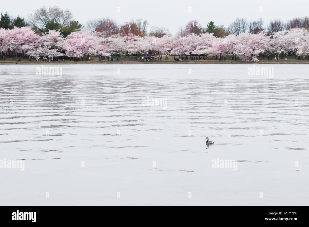 Stockenten (Anas platyrhynchos) Schwimmen in einem See in Washington D.C. Stockfoto