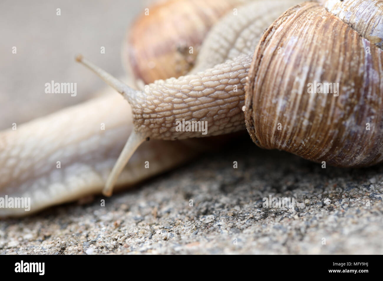 Zwei Schnecken kriechen Stockfoto