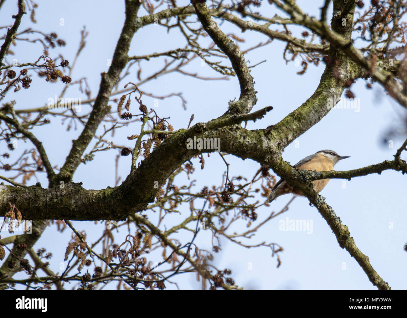 Waldbaumläufer (Certhia Familiaris) auf Baum Stockfoto