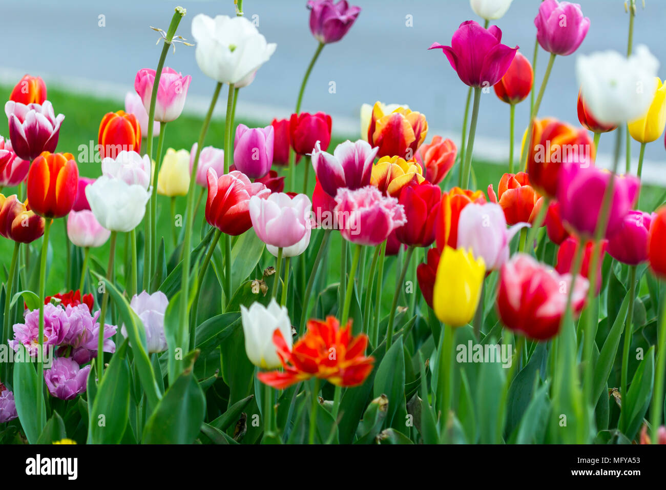 Tulpe Blume. Bunte Tulpen blühen. Blumen Foto Konzept. Blume Hintergrund Stockfoto