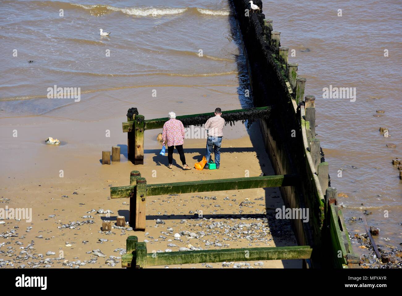 Menschen sammeln Algen Cromer Beach England Großbritannien Stockfoto