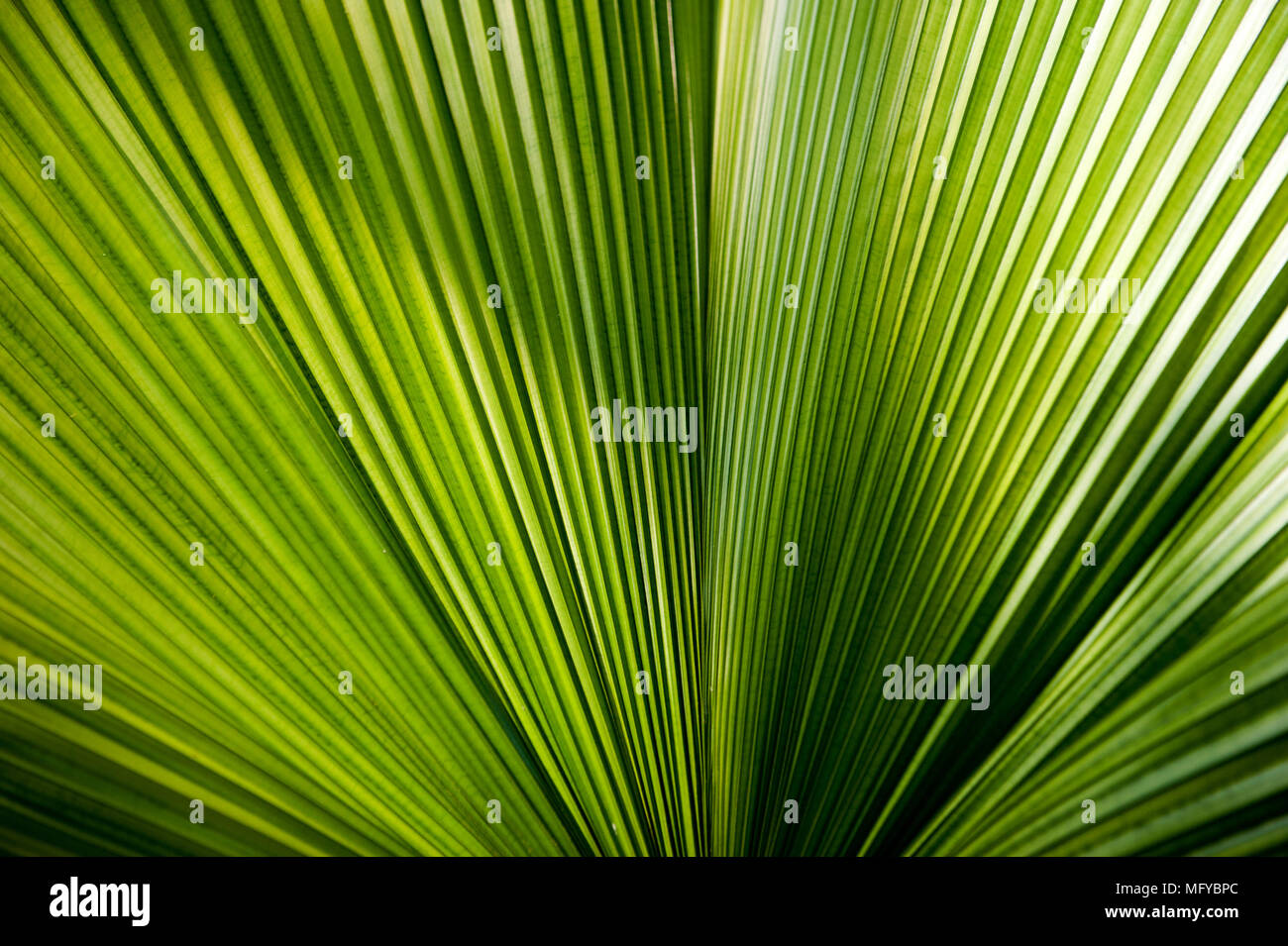 Close-up fan Palm Tree leaf palm leaf Stockfoto