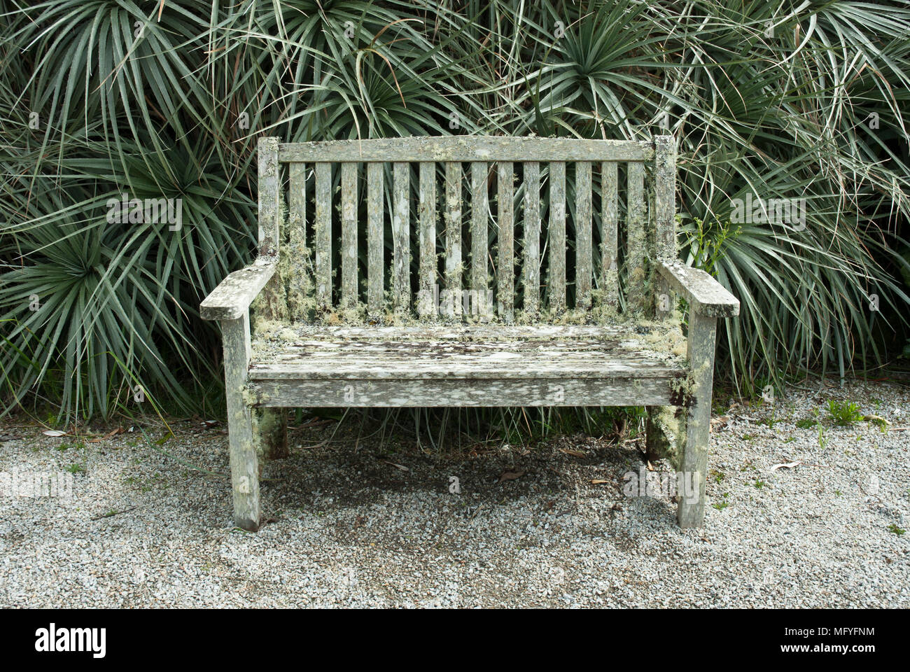 Tonale Farben grau/grün/silber mit einer Flechte bedeckt Bank vor ornamental Gras. Stockfoto