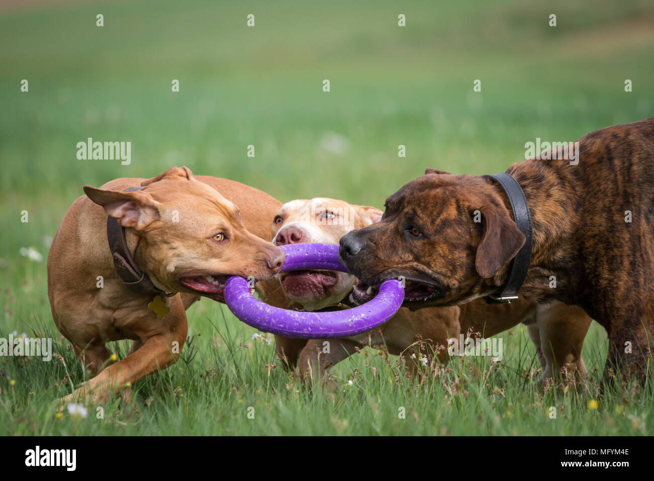 Die Pit Bulldogs spielen Stockfoto