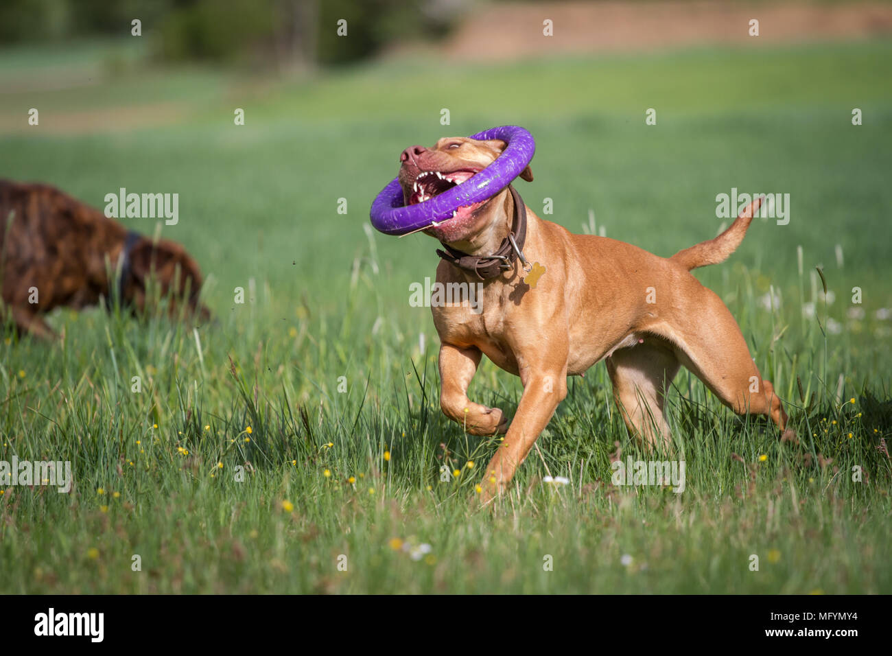 Rote Grube Stier Frauen mit einem violetten Spielzeug auf einer Wiese Stockfoto