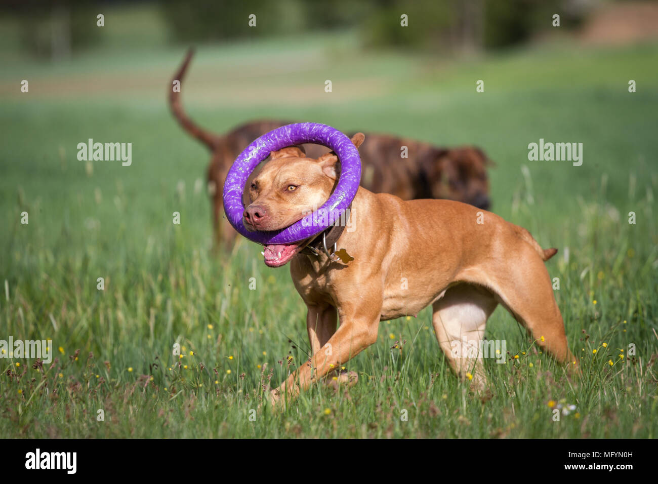 Rote Grube Stier Frauen mit einem violetten Spielzeug auf einer Wiese Stockfoto