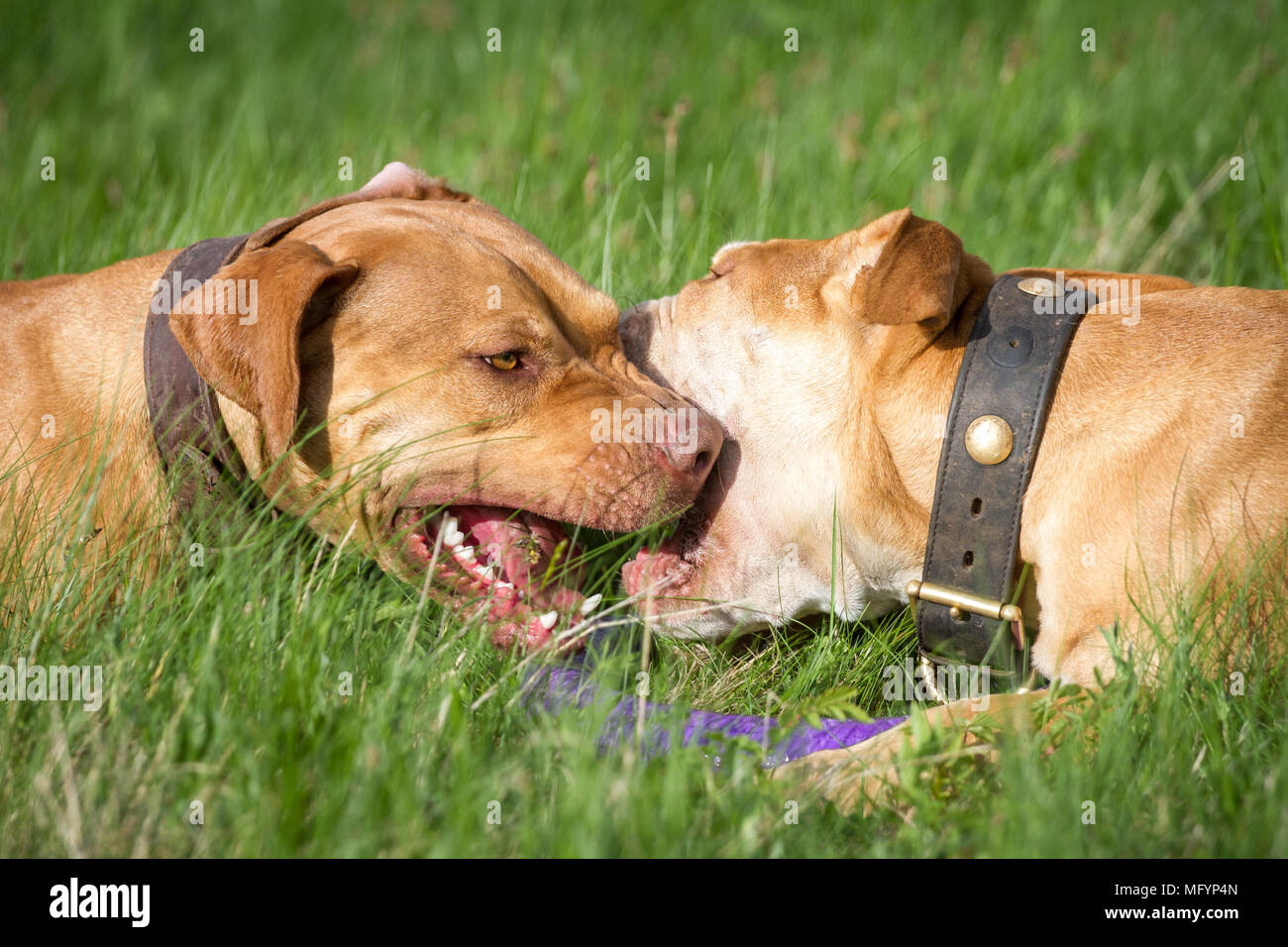 Die Pit Bulldogs spielen Stockfoto