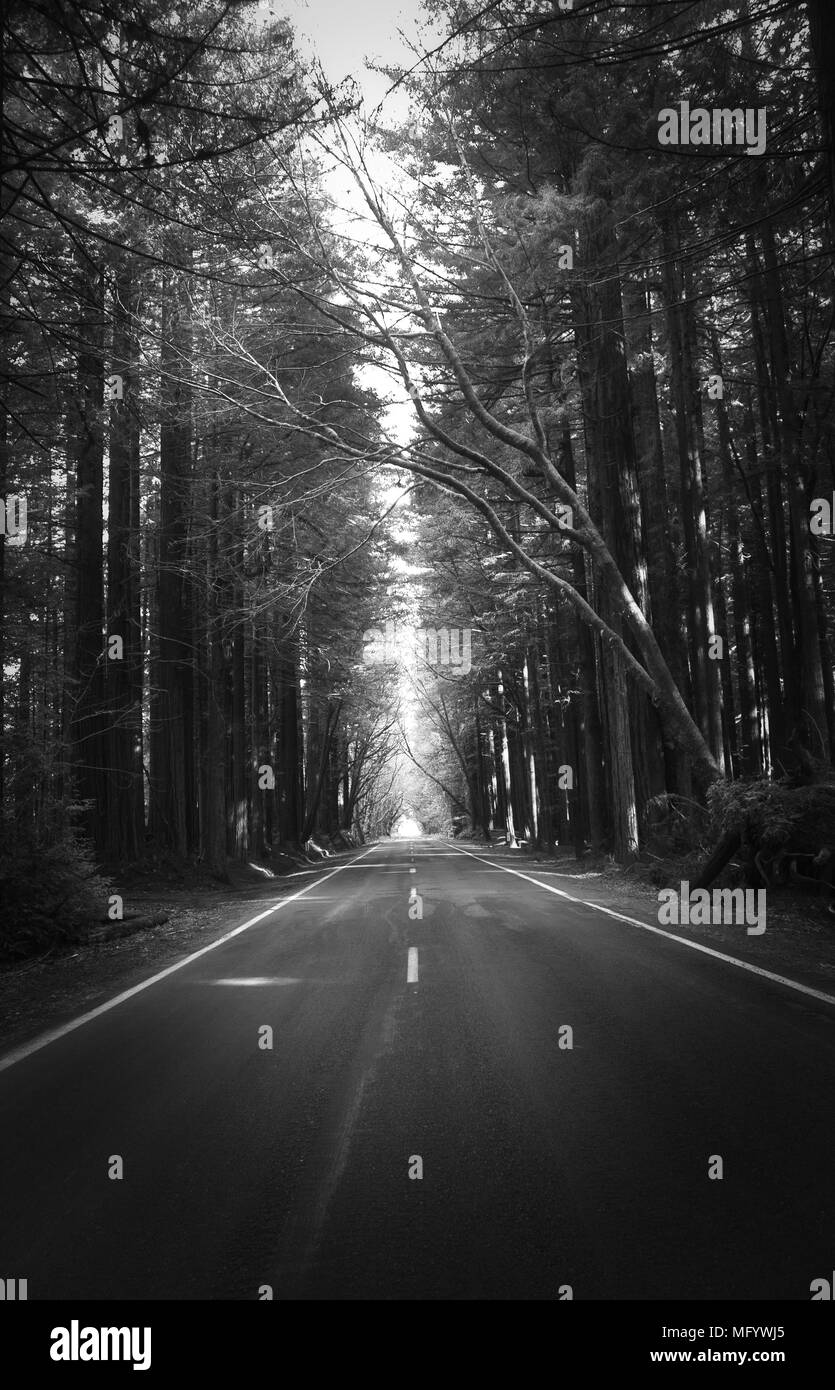 Straße der Riesen in Kalifornien Eingang Stockfoto