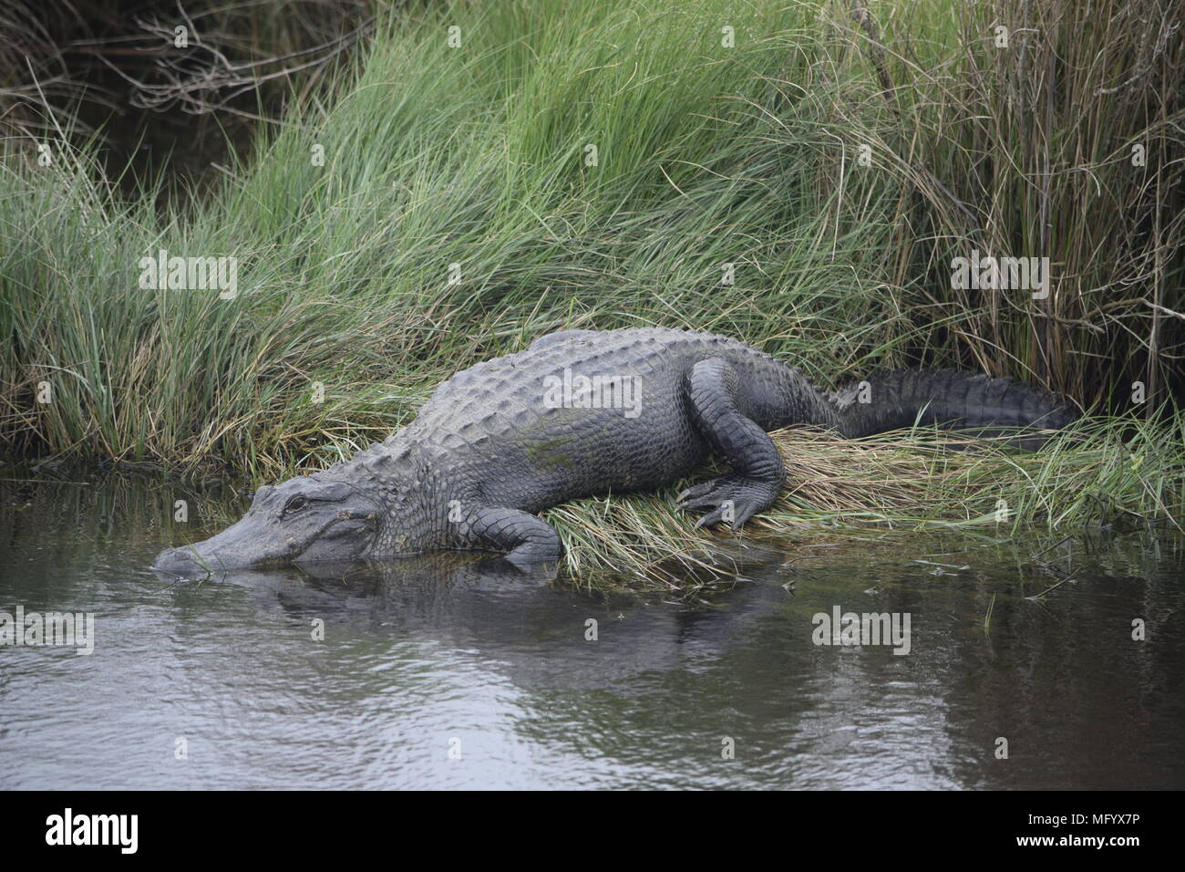 Amerikanischer Alligator Stockfoto
