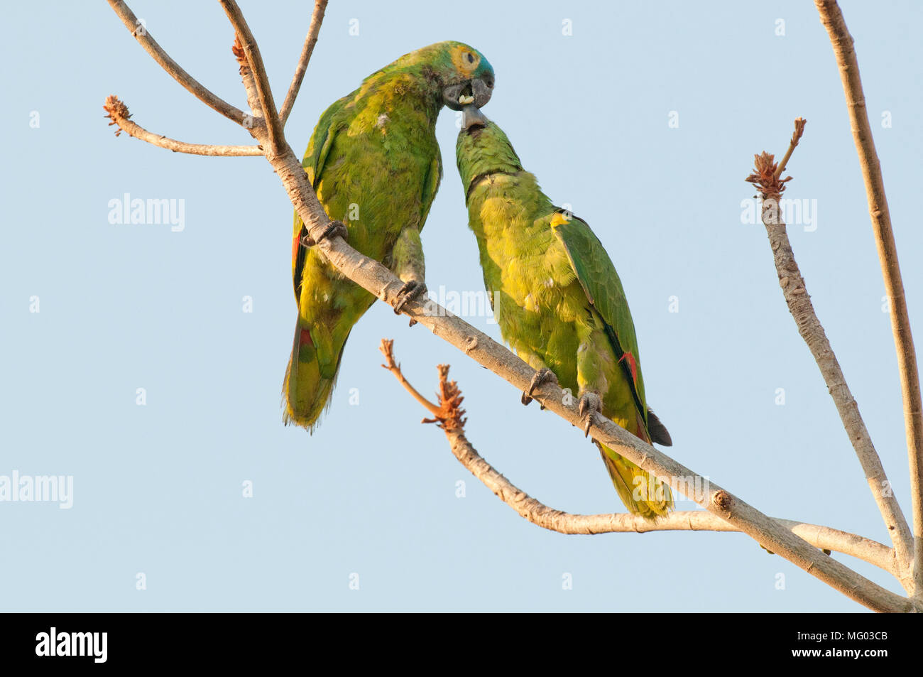 Blue-fronted Papagei (Amazona aestiva) Paar Interaktion (brutverhalten?) im Pantanal Brasilien Stockfoto