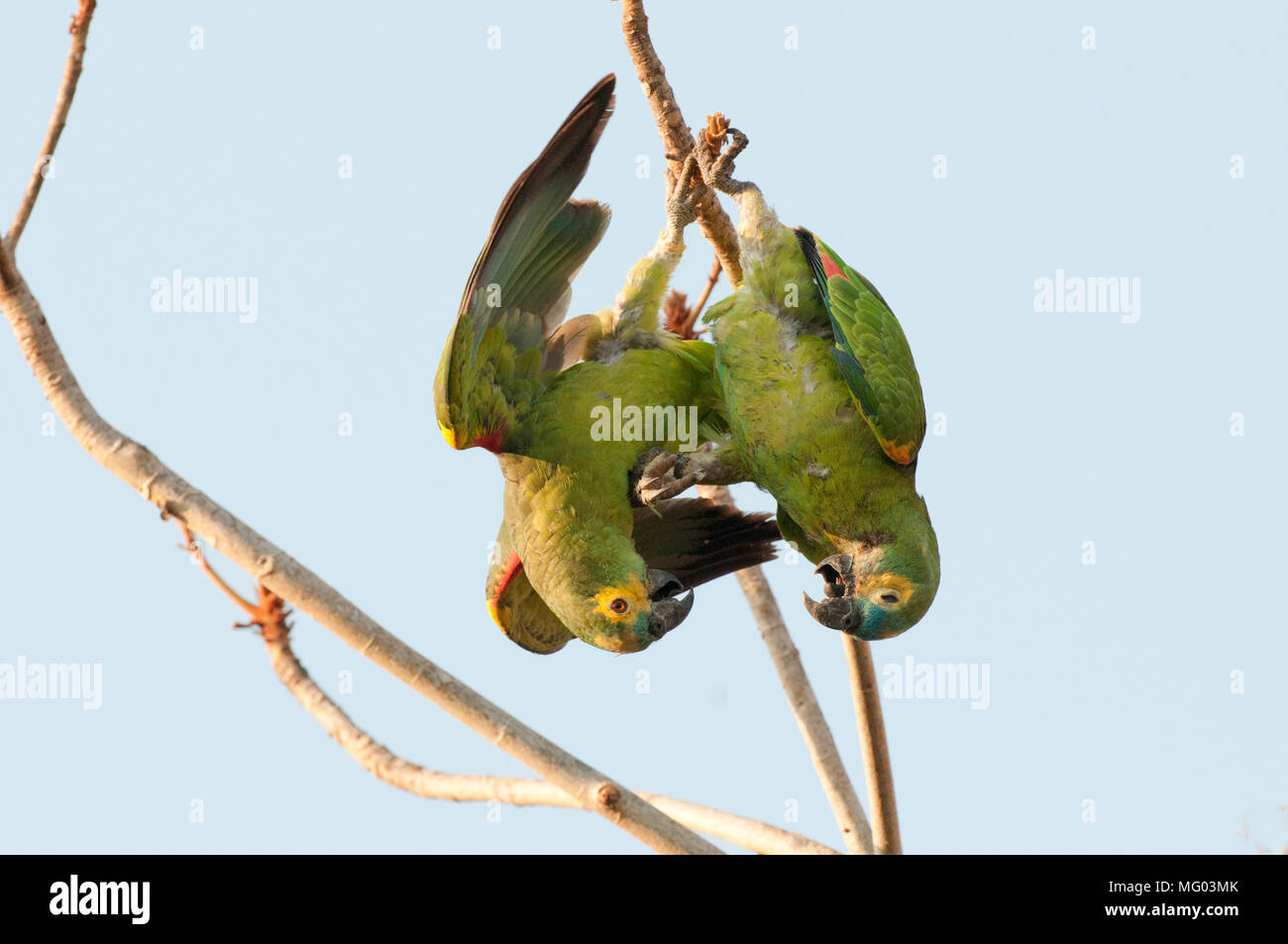 Blue-fronted Papagei (Amazona aestiva) Paar Interaktion (brutverhalten?) im Pantanal Brasilien Stockfoto