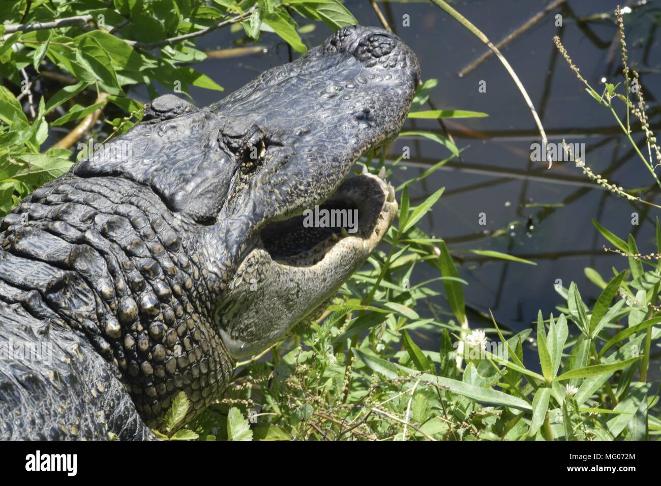 Alligator Stockfoto